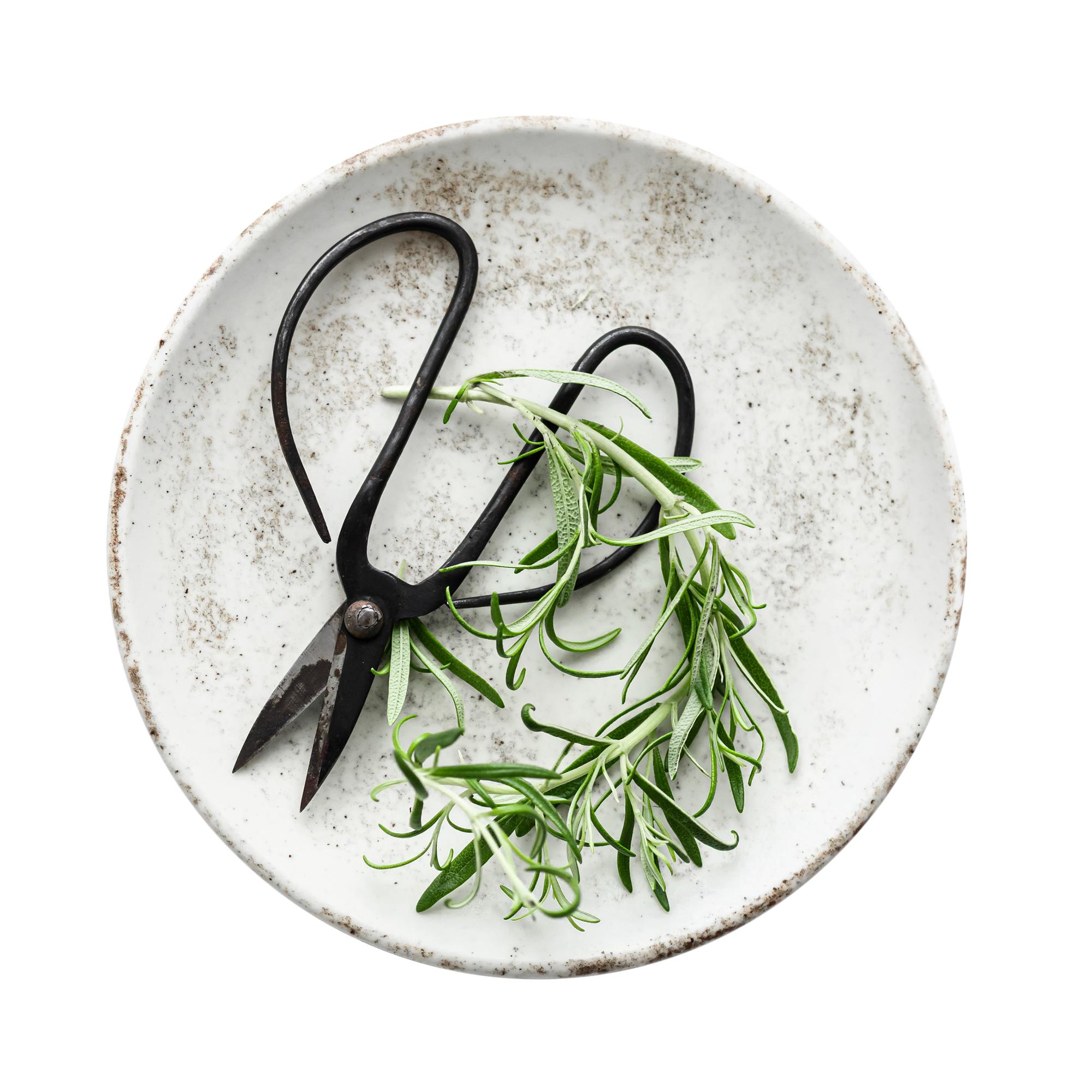 Close-up plated starter with herbs